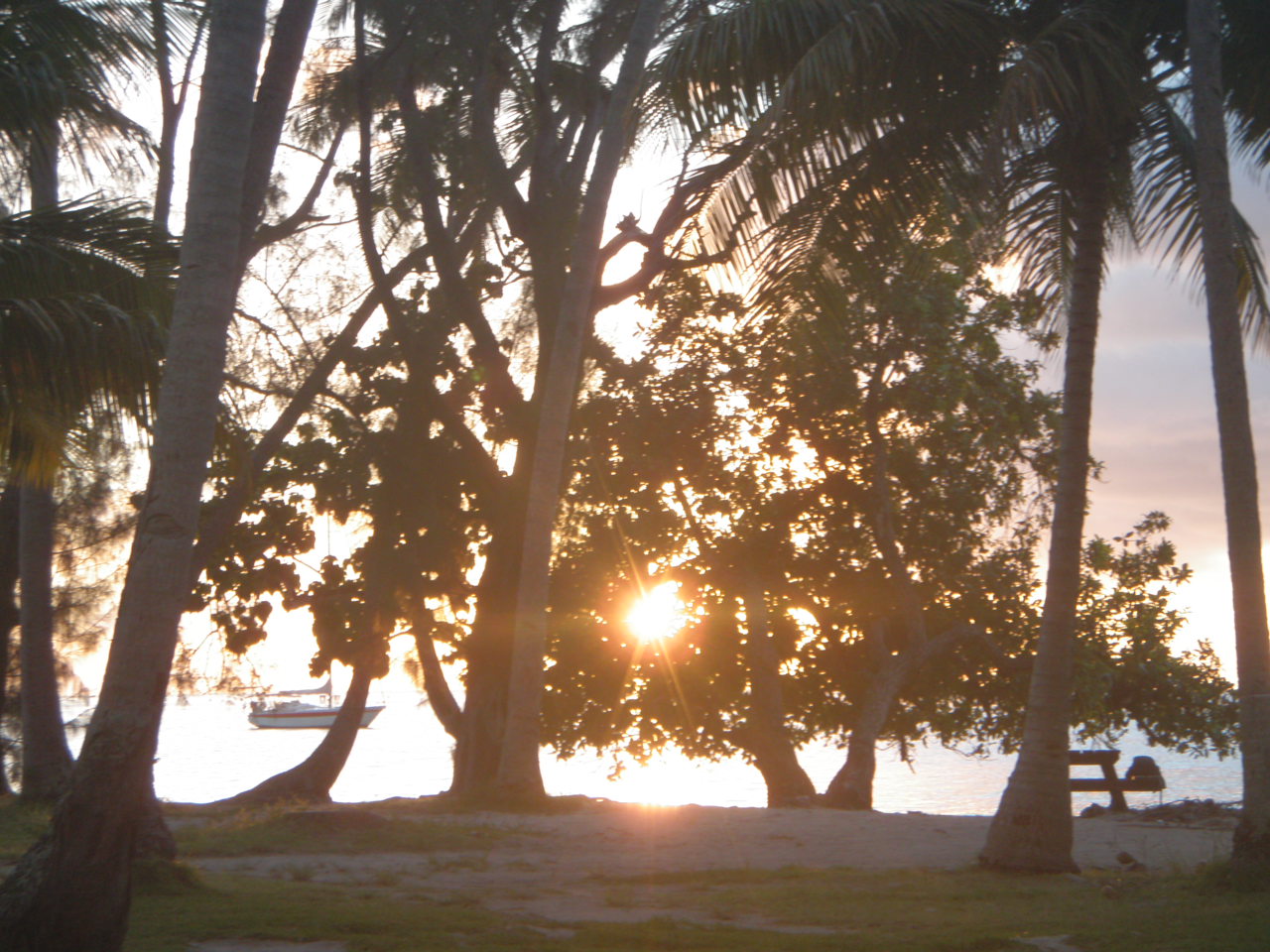 En bord de mer on voit le soleil à travers des arbres et des cocotiers