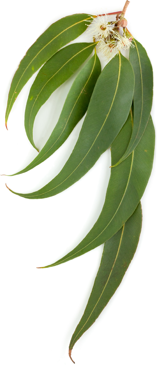 feuilles d'eucalyptus radiata